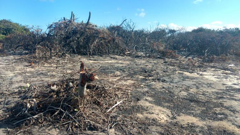 Queimadas destroem a natureza, poluem o ar e prejudicam a saúde das pessoas