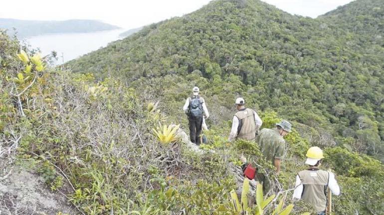 Estado luta por espécies florestais