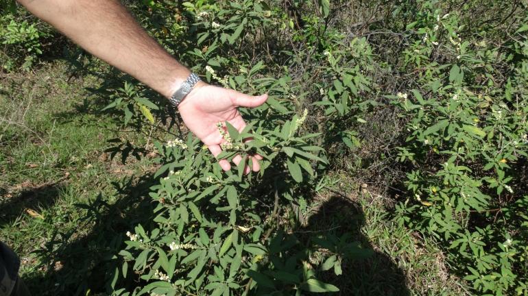 Rio Rural apoia regulamentação da coleta dos frutos da aroeira na Região dos Lagos