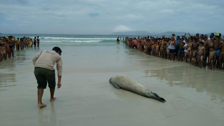 Animal marinho aparece na Praia de Cabo Frio e recebe auxílio de equipe do Inea