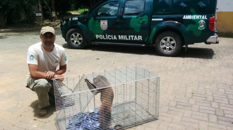 Bugio suspeito de atacar moradores no município de Cordeiro é capturado