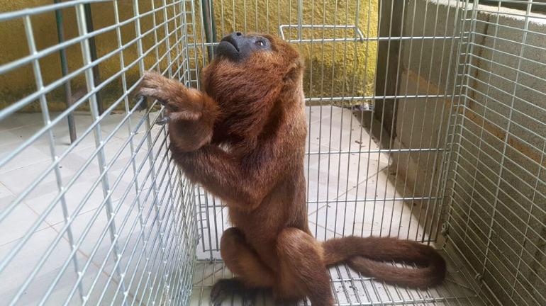 Bugio suspeito de ferir moradores de Cordeiro é devolvido à natureza