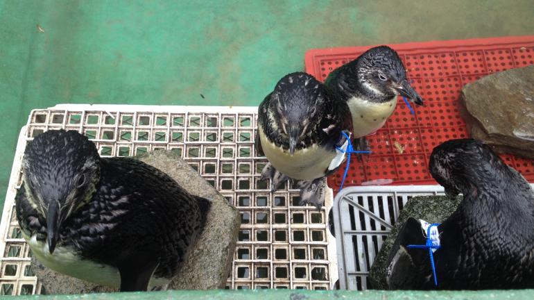 Secretaria do Ambiente combate à pesca predatória de sardinha e pescado apreendido é doado para pinguins resgatados em praias cariocas