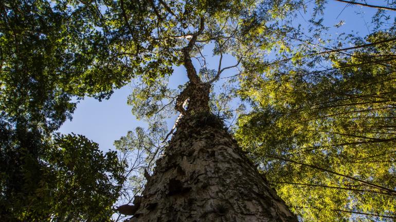 Inventário florestal identifica 904 espécies endêmicas no RJ