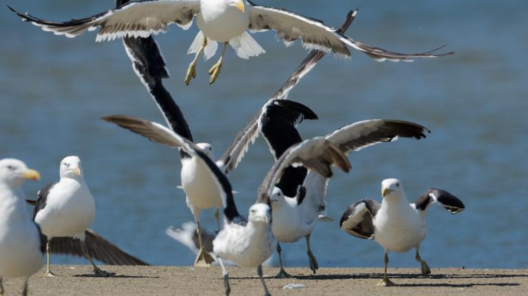 Observadores de aves registram 71 espécies na Reserva Biológica de Guaratiba