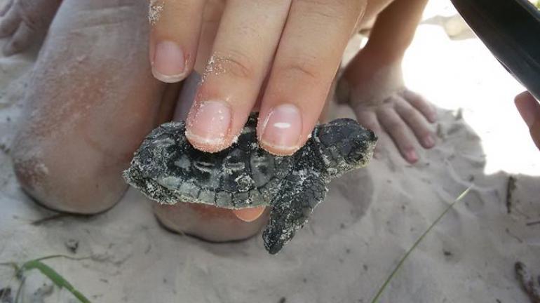 Inédito nascimento de tartarugas marinhas é monitorado pelo Inea no Parque Estadual da Ilha Grande, na Costa Verde