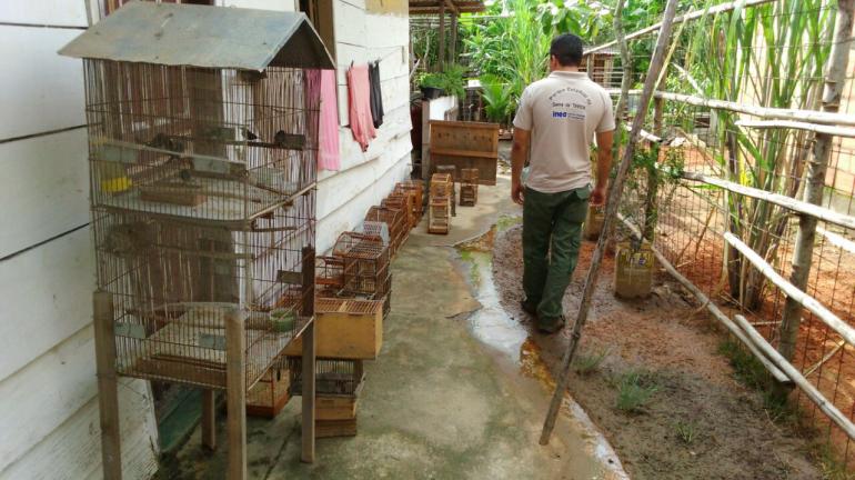 Operações da Polícia Ambiental e do Instituto Estadual do Ambiente apreendem mais de 50 pássaros silvestres