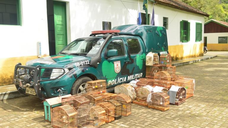 Operações da Polícia Ambiental apreendem 58 pássaros silvestres em Campos e Itaocara