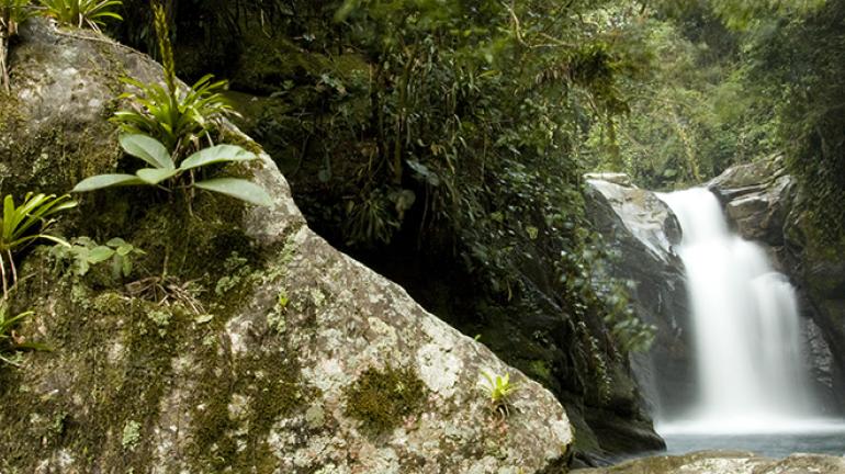 Instituto Estadual do Ambiente apoia plantio de mudas em Cachoeiras de Macacu