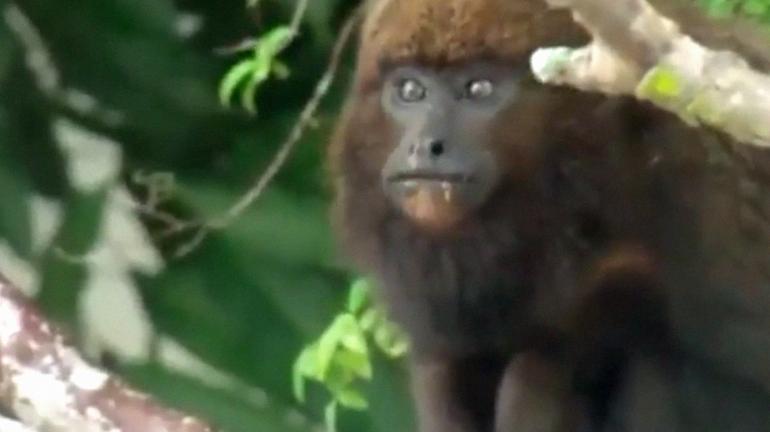 Primata é resgatado por equipe do Parque Estadual do Desengano