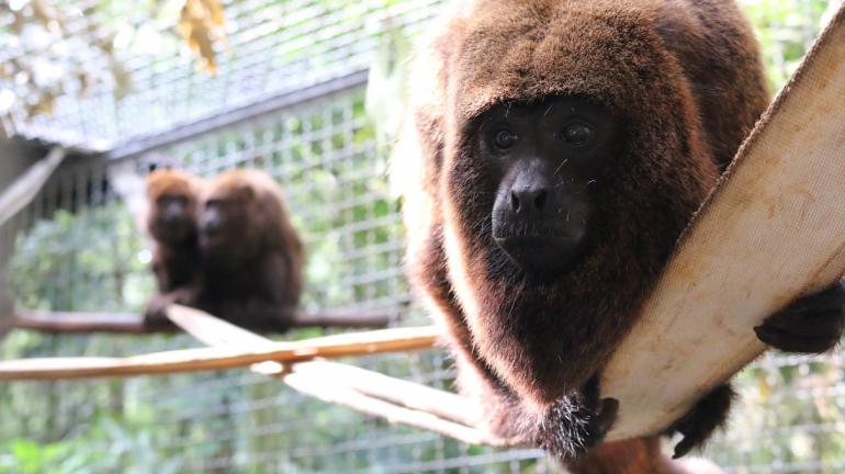 Centro de Primatologia do Inea é tema de livro lançado no Palácio Guanabara