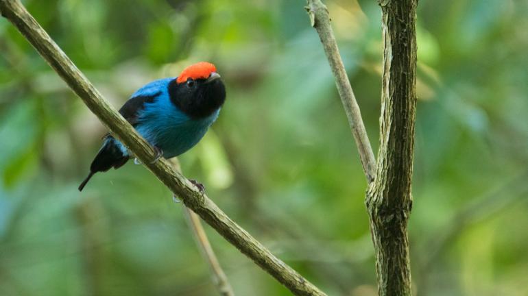 Observadores de pássaros registram mais de cem espécies de aves na Reserva Ecológica Estadual da Juatinga, em Paraty