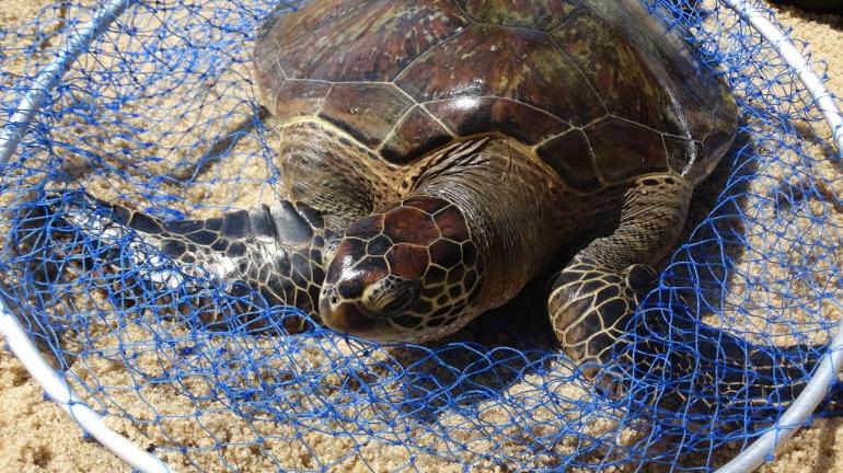 Inea devolve ao mar duas tartarugas marinhas em extinção