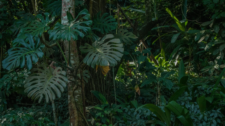 Estado ganha mais uma Reserva Particular de Patrimônio Natural (RPPN), ferramenta importante para a conservação da Mata Atlântica