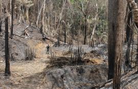 Secretaria de Estado do Ambiente e  Instituto Estadual do Ambiente deflagram fiscalização no Parque Estadual Cunhambebe para combater desmatamento ilegal 