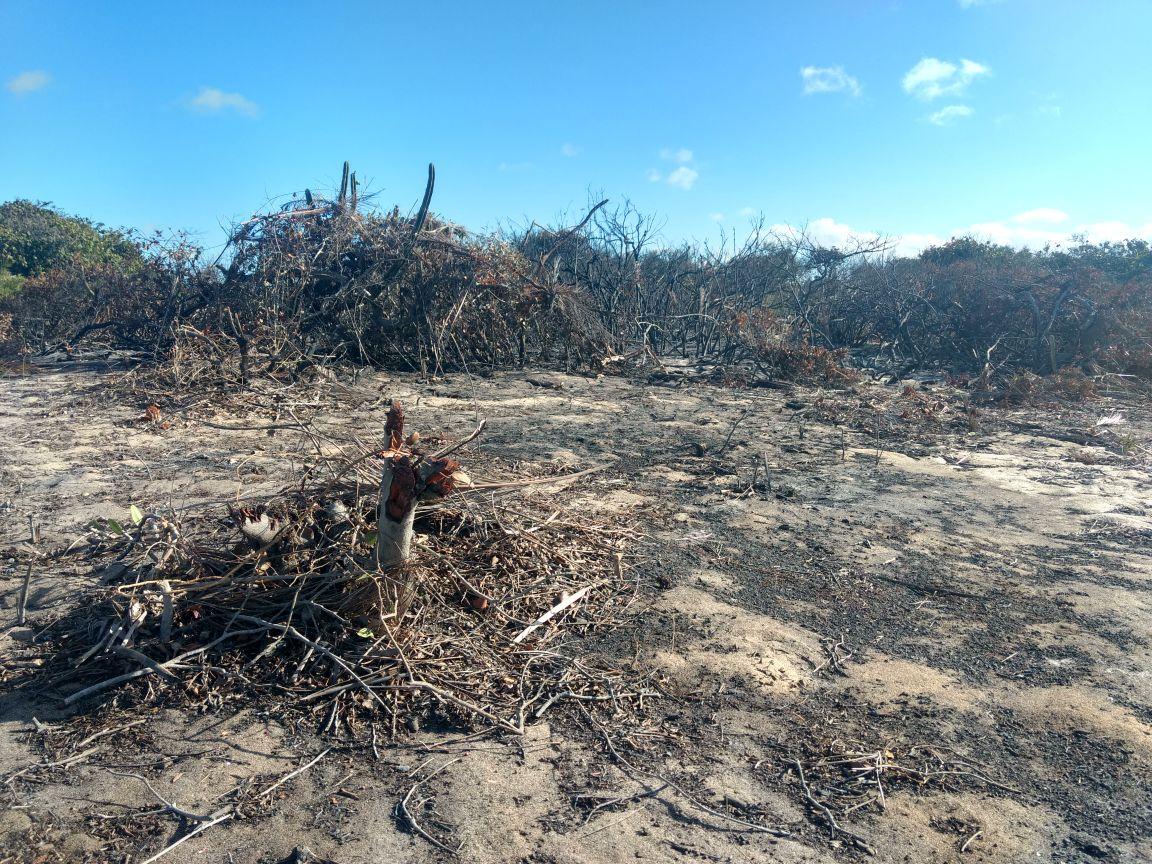 Queimadas destroem a natureza, poluem o ar e prejudicam a saúde das pessoas